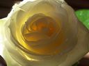 Un trandafir alb...